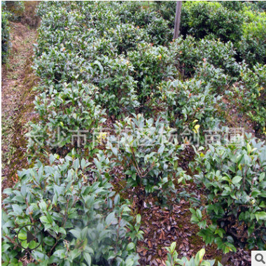 直销蓬径60cm-70公分茶梅球 湖南茶梅小球 质量有保证 量大价从优