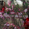 垂丝海棠 复瓣海棠 垂丝海棠树苗 粉花期长 包成活1