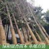 批发乔木 优质白果树苗 银杏树苗 规格齐全 风景树 欢迎选购