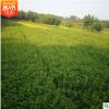 连翘苗花卉苗木 园林绿化基地 灌木景观树苗批发 色块苗 连翘绿篱