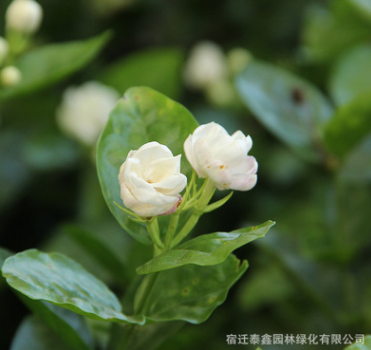 基地直销 茉莉花 大量批发茉莉花盆栽 优质茉莉花苗 成活率高