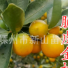 浙江 脆皮金桔 脆皮金桔苗 金弹金蛋树苗 大果高糖金橘品种