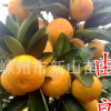 浙江 由良苗 由良蜜橘苗 由良蜜桔 宁海 温州蜜柑桔树苗
