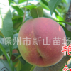 浙江 艳红 艳红桃 艳红桃桃苗 燕红桃 山坡地硬质红肉桃树苗