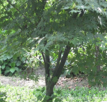 鸡爪槭小苗批发 工程绿化鸡爪槭又名青枫 风景绿化乔木