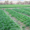 批发多年生黑麦草种子优质黑麦草种子出牙率高牧草草坪种子