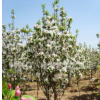 八棱海棠树（5公分）