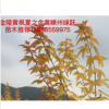 彩叶新品金陵黄枫小苗批发 金陵黄枫出售 金陵黄枫图片 价格