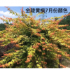 金陵黄枫小苗可实地看货起苗金陵黄枫小苗价格金陵黄枫图片
