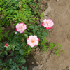 园林专用无忧无虑月季苗 室外种植景观月季苗 莱州批发月季苗