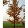 18公分全国低价 银杏树18 只要850元