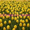 预定荷兰进口花卉种球郁金香种球11－12 12+