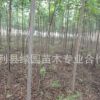 绿化批发栾树种苗