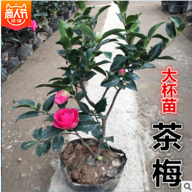 茶梅茶梅花道路绿化 茶梅球 庭院工程绿化基地批发耐寒植物