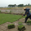 供应马尼拉草坪 草坪种植基地 草坪养护 绿化草坪