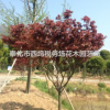 7 8 9 10 公分 高分支红枫树 景观树 道路绿化 园林绿化 红枫苗