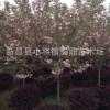 批发 樱花 樱花树 樱花苗 风景树种类 绿化树苗 园林景观8cm