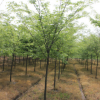 海宁绿圣园 苗圃 5公分榉树 树苗 工程绿化