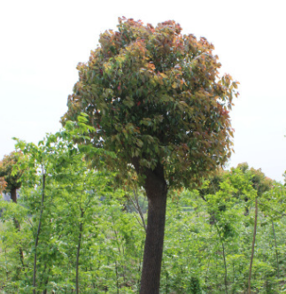 海宁苗木 15公分香樟 园林绿化 行道绿化 樟树