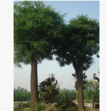 大量供应移植 原生大皂角20-60公分大皂角树