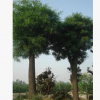 大量供应移植 原生大皂角20-60公分大皂角树