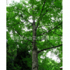 大量廉价供应各种规格3-18cm七叶树