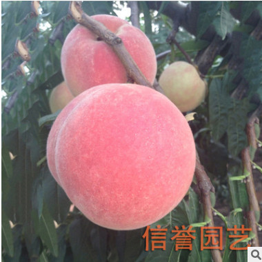 大量批发销售 映霜红桃树苗 品质可靠 价格低【图】