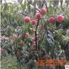 场家新品上市 中华红蜜桃树苗 晚熟品种 品质可靠【图】