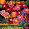 除虫菊花种子 花卉种子 香草盆栽 花卉阳台易种驱蚊草籽 四季播