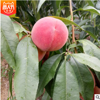 基地直销冬桃树现挖现卖 嫁接桃树批发 品种多样 桃树价格优惠