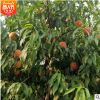 多品种桃树基地直销规格齐全 早中晚熟桃树批发 现货供应价格优惠
