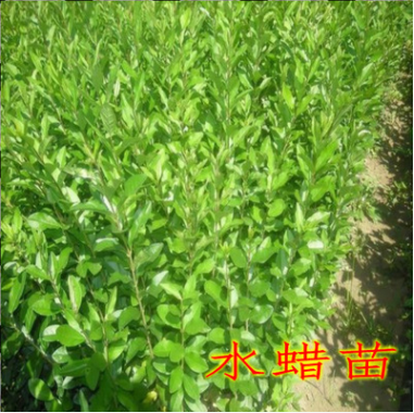 供应批发水腊小苗|规格齐全货源充足|工程绿化苗水腊小苗批发价格图3