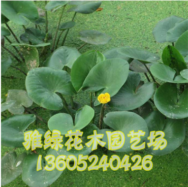 圆叶萍 萍蓬草水生植物 净化水质 黄金萍 常年提供 观赏绿植