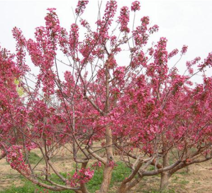 草莓果冻海棠