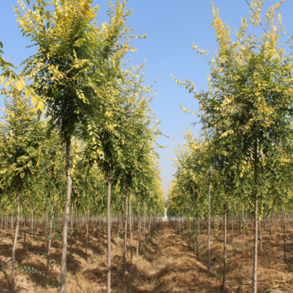 供应绿化苗木优质金叶榆 大小规格齐全 耐寒品种 绿化苗木