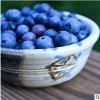 苗圃直销蓝莓树苗价格 种植蓝莓的效益 蓝莓苗多少钱一棵 蓝莓苗