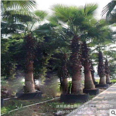 棕榈树直销 绿化苗木 园林棕榈 大型苗木 大棕榈苗 棕榈类植物