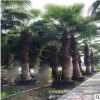 棕榈树直销 绿化苗木 园林棕榈 大型苗木 大棕榈苗 棕榈类植物