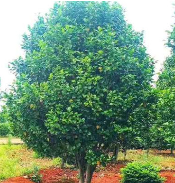 批发苗圃种植茶花球，丛生茶花，大小规格，茶花苗木基地直销