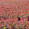 基地常年大量直销红叶石楠插扦苗红叶石楠色块苗
