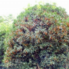 供应各种规格桂花树 成活率高高品质桂花树