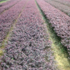 大量供应优良高品质红花继木穴苗 成活率高绿化红花继木穴苗