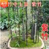 竹子苗庭院绿化隔离笆四季长青早园竹紫竹苗金镶玉罗汉竹室内盆栽