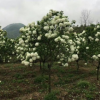 基地农户直销 木本绣球 花灌木 绿化 萧山批发