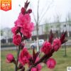 紫叶碧桃树苗 千叶桃花 观赏桃花树嫁接红叶碧桃小苗紫叶桃树重瓣