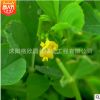 产地批发黄花苜蓿种子草木犀牧草绿肥多用途草籽 易成活