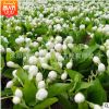 办公室内阳台盆栽观花植物 茉莉花苗 虎头重瓣茉莉 芳香花卉