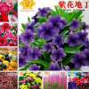 NO2批发花种 盆栽 花卉种子 花籽 花卉种子大全家庭阳台四季易种