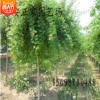 批发五角枫 热销城市街道绿化五角枫
