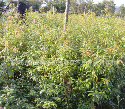 湖南金丝楠木树苗 小叶金丝楠木 金丝楠木苗批发低价出售金丝楠木